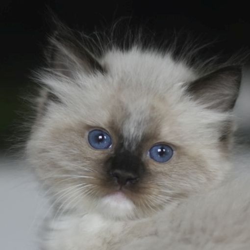 images/AvailableKittens/Nari website.jpg